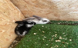 Rex rabbits for sale: Rex rabbits  - Image 9