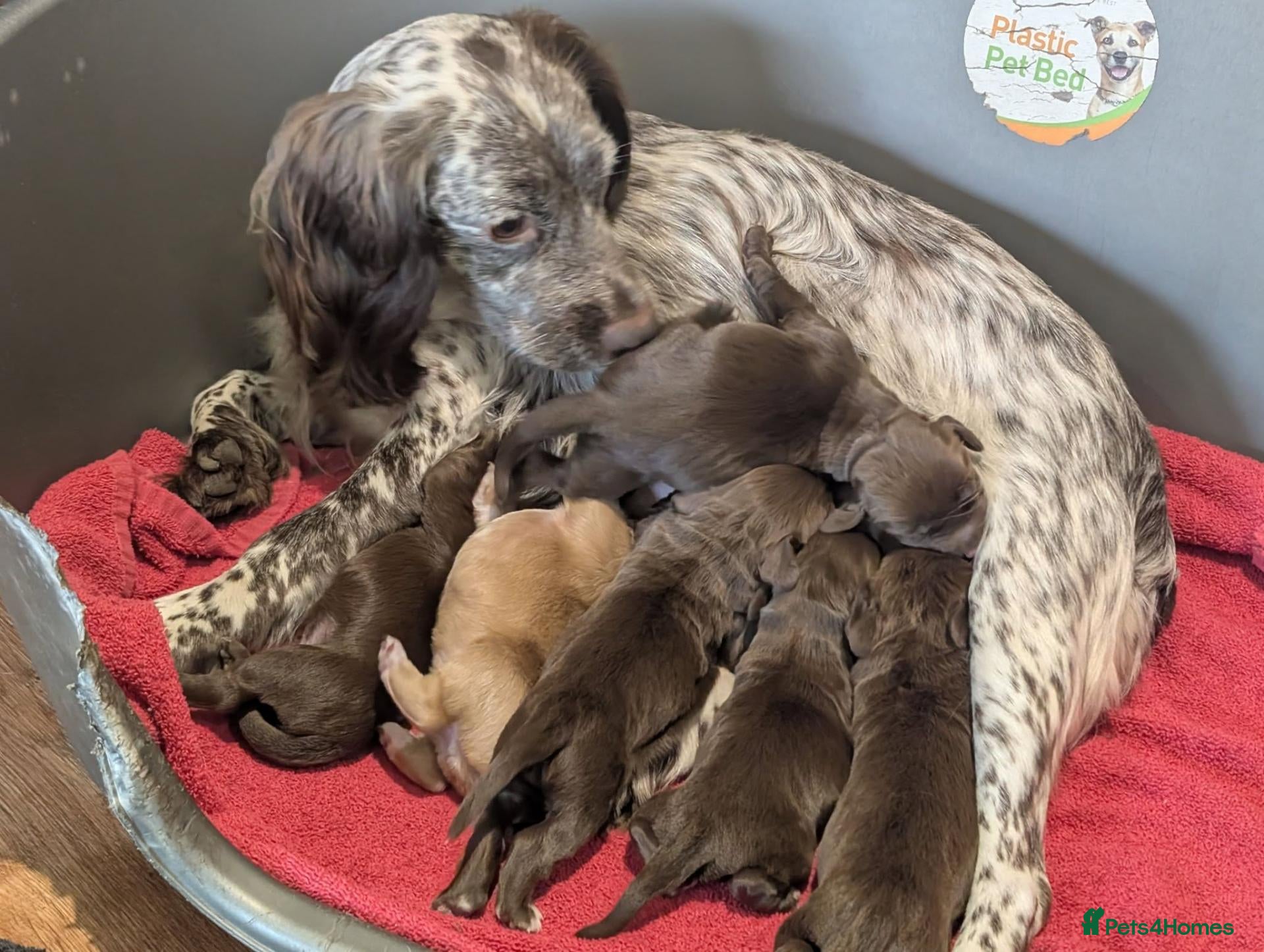 Cocker Spaniel dogs W/T Pedigree Cocker Spainels  - Advert 1