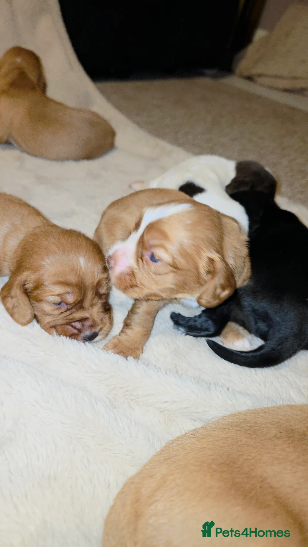 Cocker Spaniel dogs for sale: Cocker spaniel pups ready NEXT WEEK - Advert 14