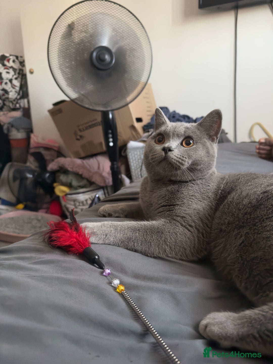 British Shorthair cats for sale: Adorable British Shorthair Kittens Family-Friendly - Advert 7