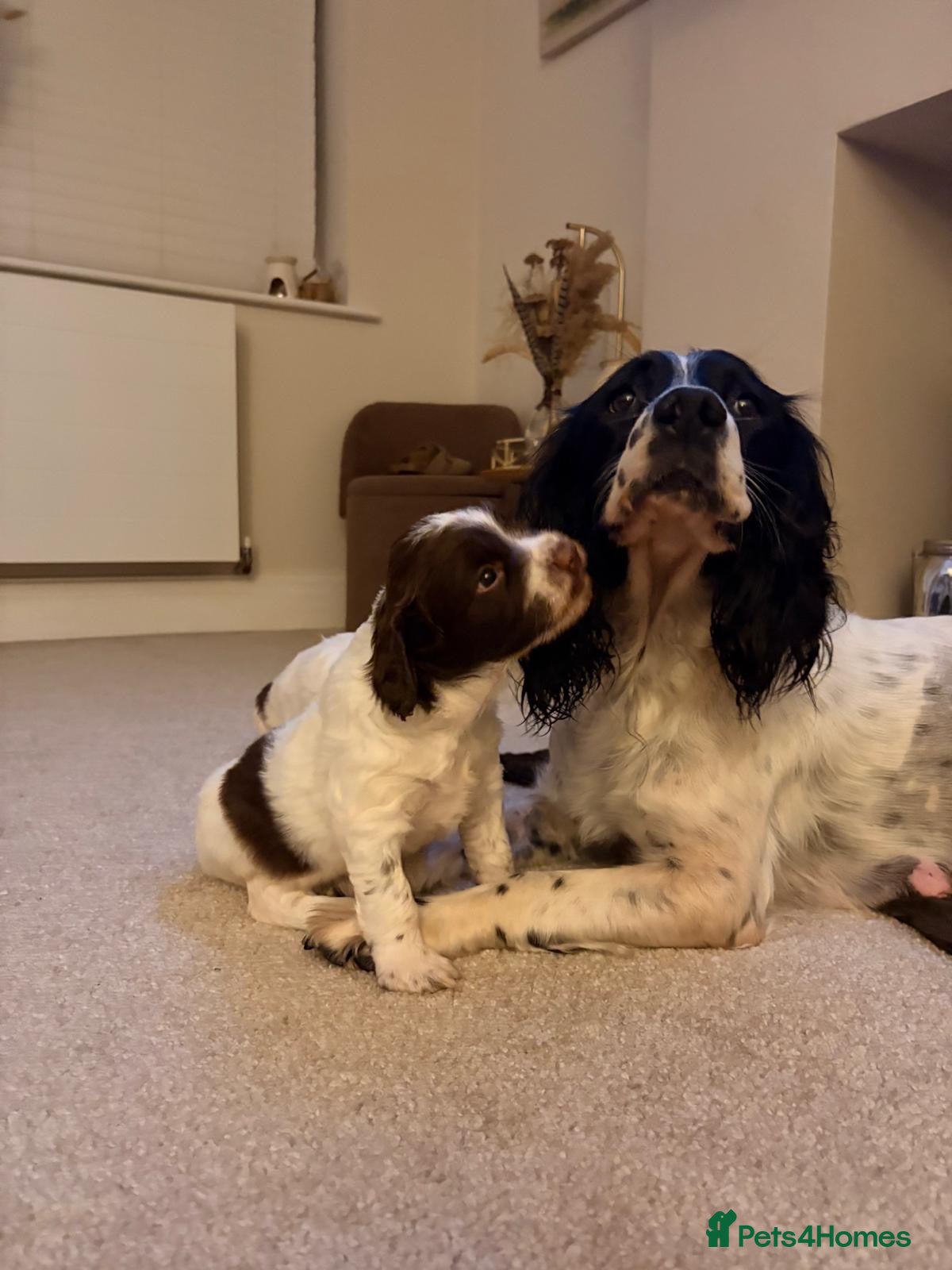 English Springer Spaniel dogs Working English Springer Spaniel pups - Advert 1