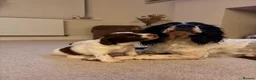 English Springer Spaniel dogs for sale: Working English Springer Spaniel pups - Advert 1