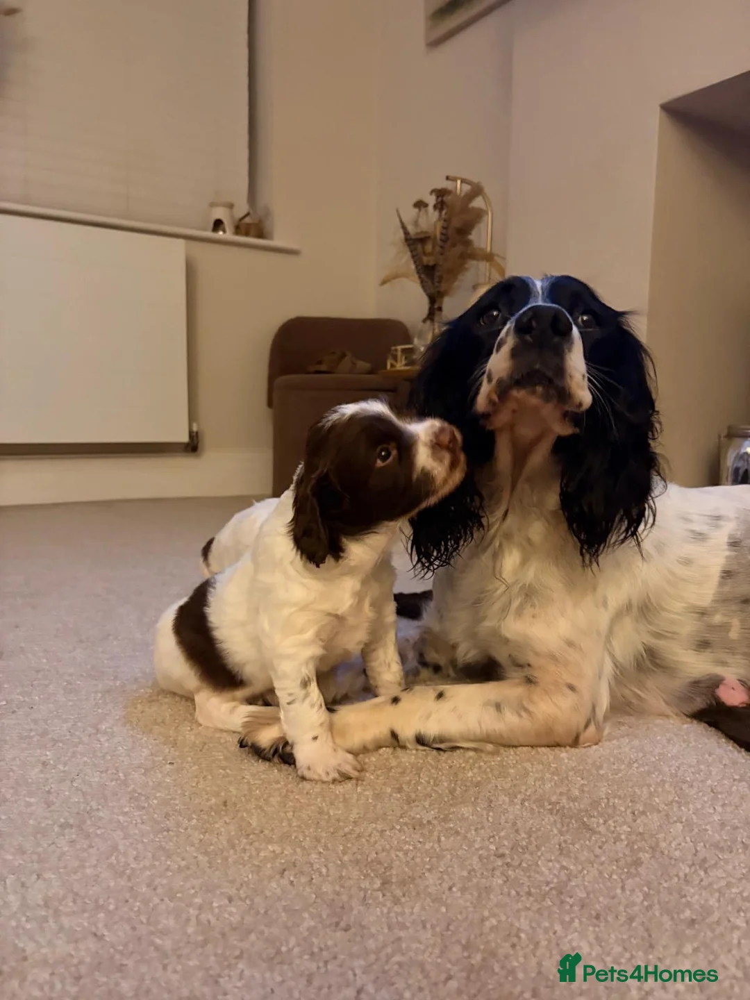 English Springer Spaniel dogs for sale: Working English Springer Spaniel pups - Advert 1