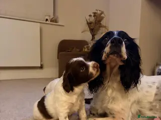 English Springer Spaniel dogs Working English Springer Spaniel pups - Advert 1