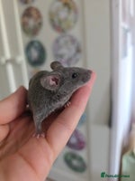 Mouse rodents 3 boys available - Advert 2