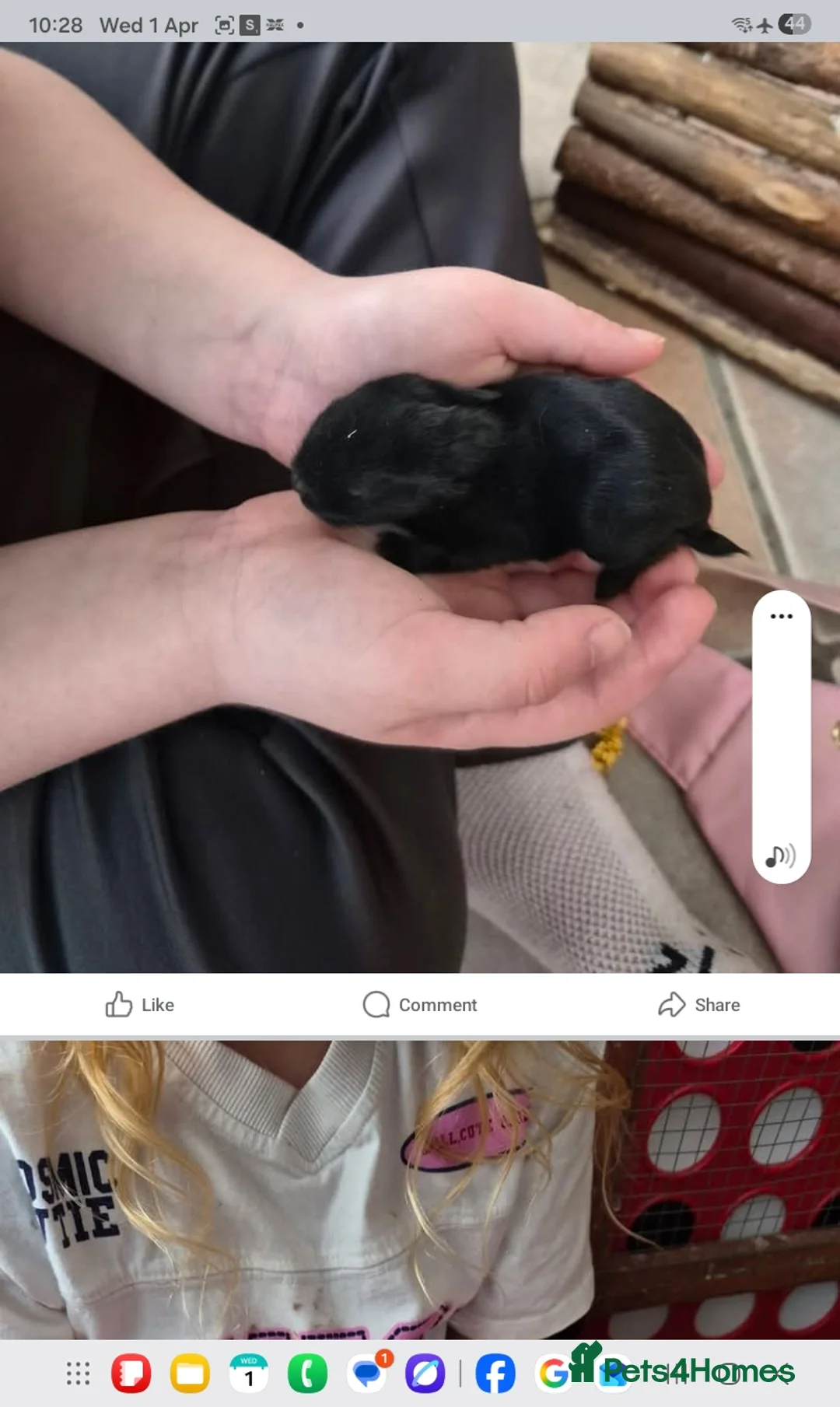 Netherland Dwarf rabbits for sale: Linda Timoney - Advert 2