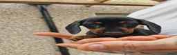 Miniature Dachshund dogs for sale: MiniDachshund in Saint Helens - Advert 2