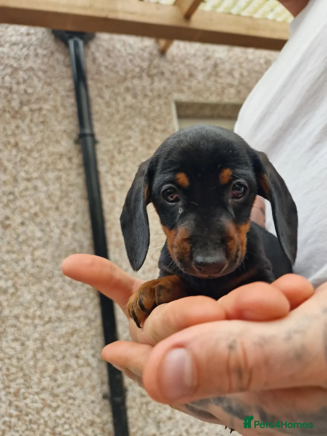 Miniature Dachshund dogs for sale: MiniDachshund in Saint Helens - Advert 2
