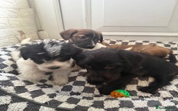 Mixed Breed dogs for sale: 4beautiful terrierxGerman ShepherdxLabrador puppy - Image 4