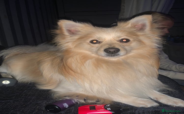 Pomchi dogs - Advert 1