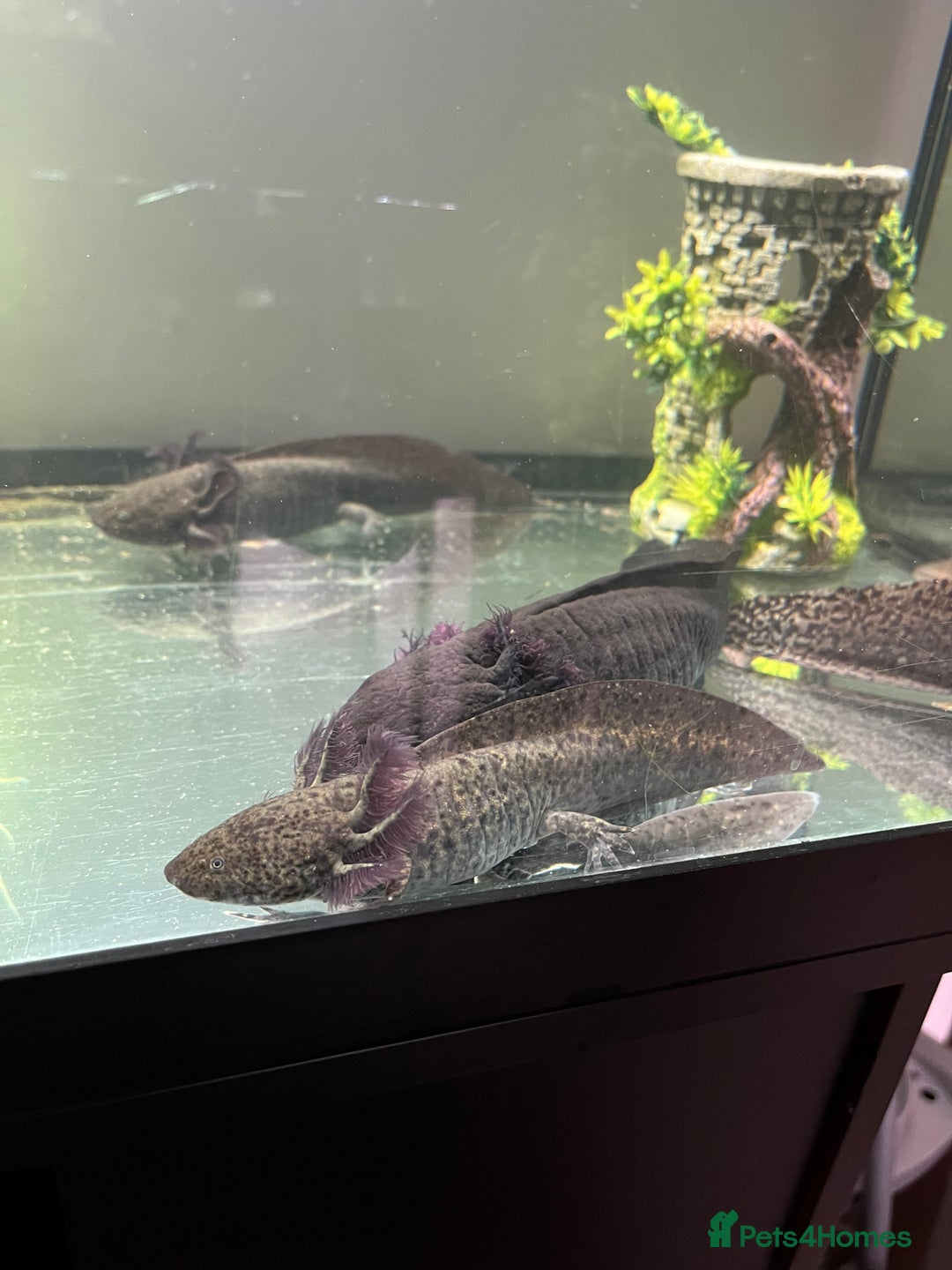 Axolotl reptiles for sale: Axolotls - Image 1