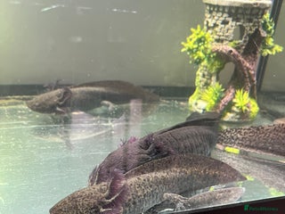 Axolotl reptiles - Advert 11