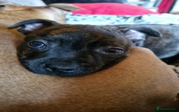 Staffordshire Bull Terrier dogs for sale: Gorgeous chunky male staffys - Image 5