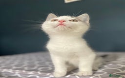Domestic Shorthair cats for adoption: 3 kittens looking for a home TOGETHER - Image 5
