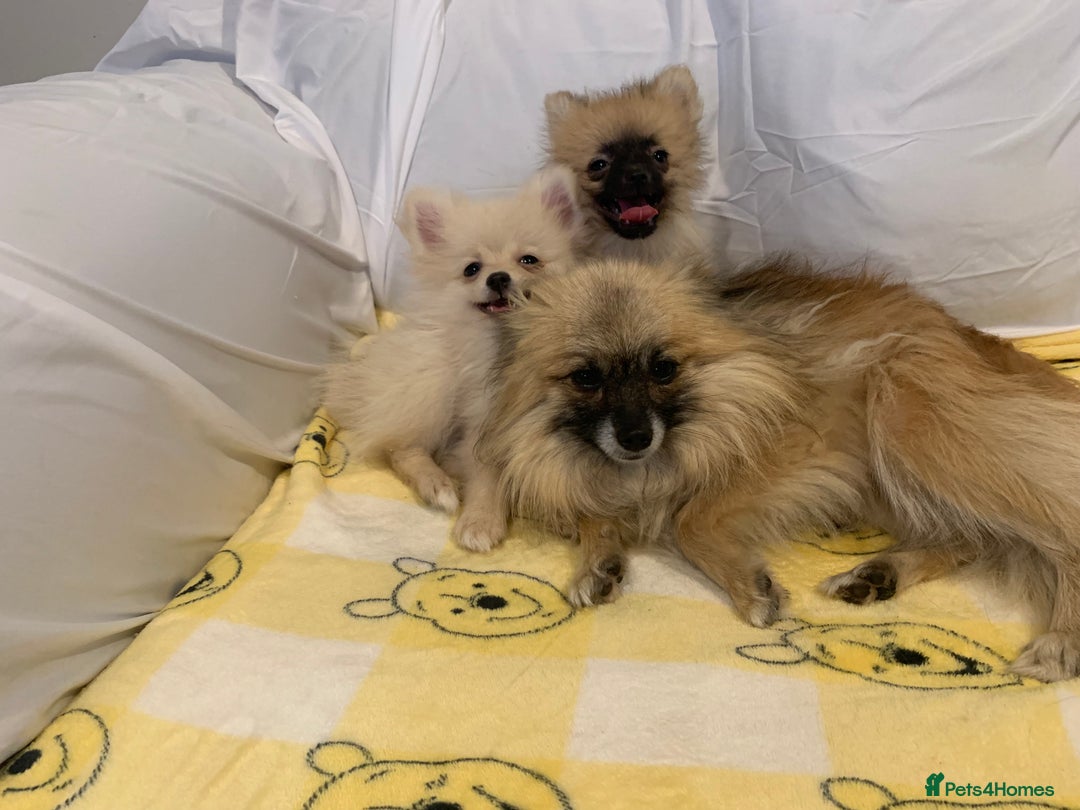 Pomeranian dogs for sale: Pomeranian  - Image 6
