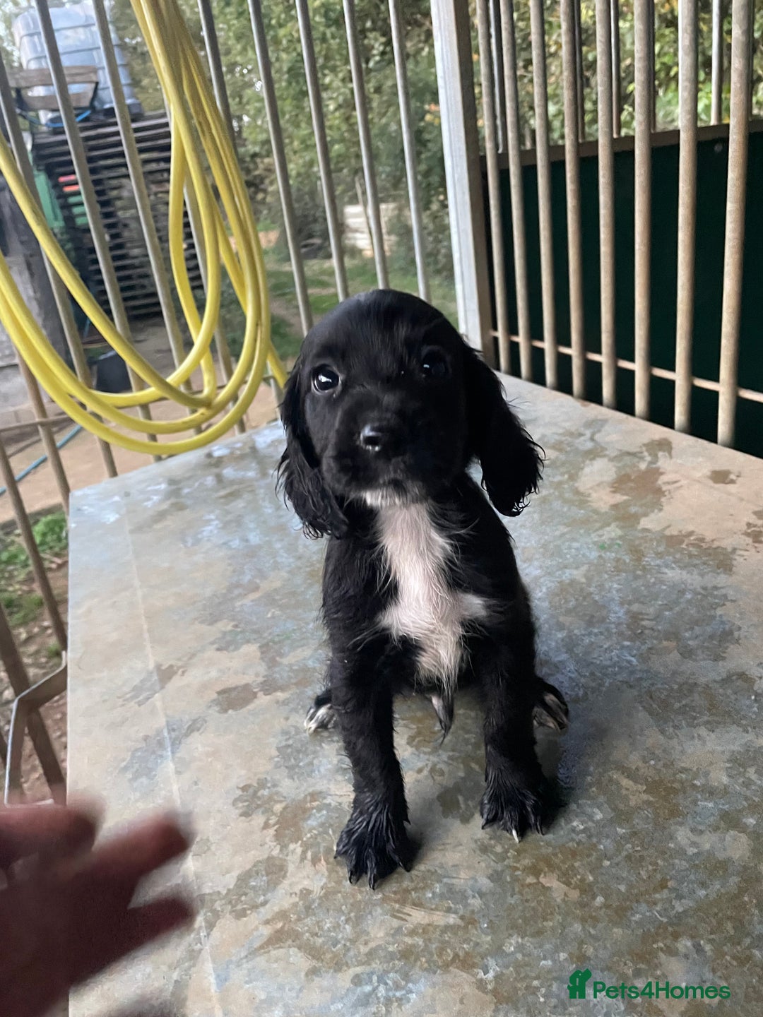 Cocker Spaniel dogs for sale: Working cocker Puppys  - Image 2