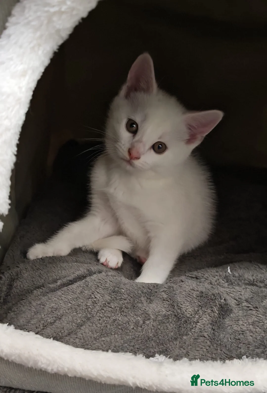 Domestic Shorthair cats for sale: White kitten in Birmingham - Advert 1
