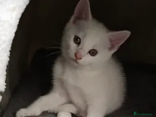 Domestic Shorthair cats White kitten - Advert 9