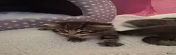 Domestic Shorthair cats for sale: Four beautiful healthy happy kittens  - Advert 14
