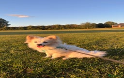 Mixed Breed dogs for sale: pomeranian Hoshi  - Image 1