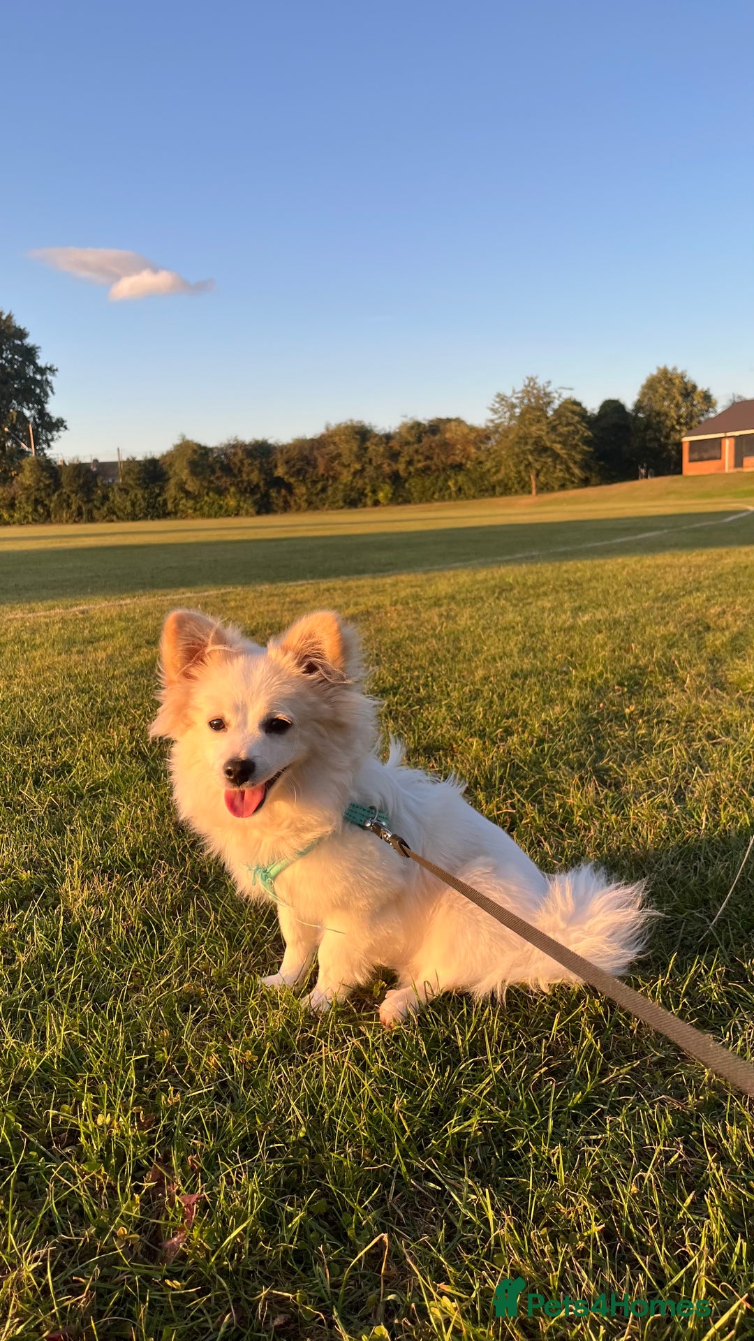 Mixed Breed dogs for sale: pomeranian Hoshi  - Image 1