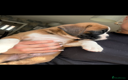 Boxer dogs for sale: KC Champion bloodline Boxer puppies  - Image 15