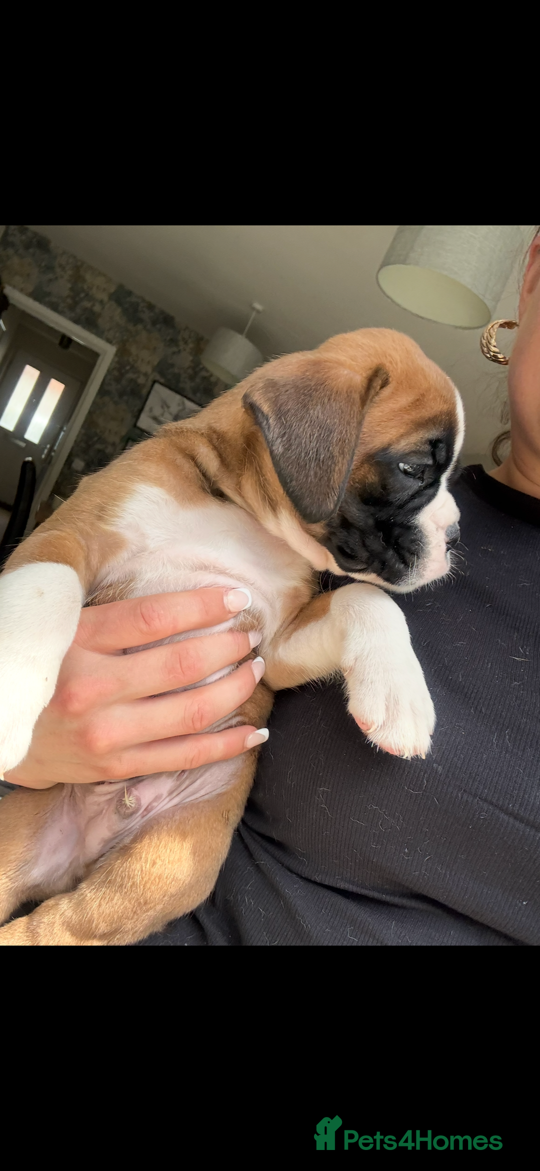 Boxer dogs for sale: KC Champion bloodline Boxer puppies  - Image 15