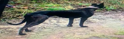 Lurcher dogs for sale: First cross saluki greyhounds  - Advert 25