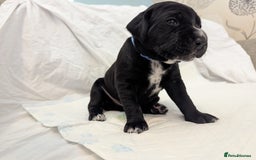 Mixed Breed dogs for sale: Dalmador Puppies for sale - Image 6