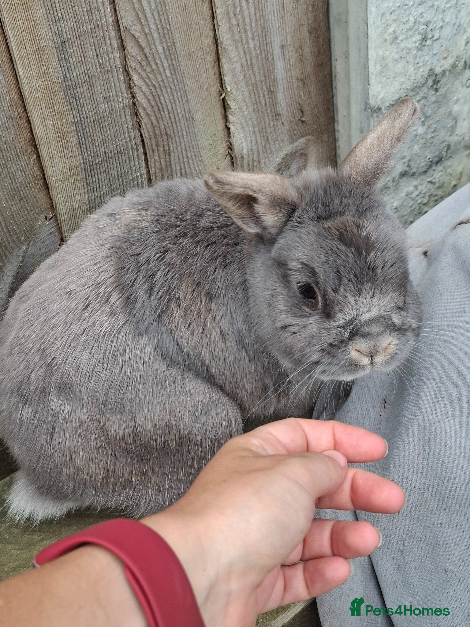 Netherland Dwarf rabbits for sale: Klompje (M) & Sapheiri (F) bonded couple. 7-8yrs in Bury Saint Edmunds - Advert 12