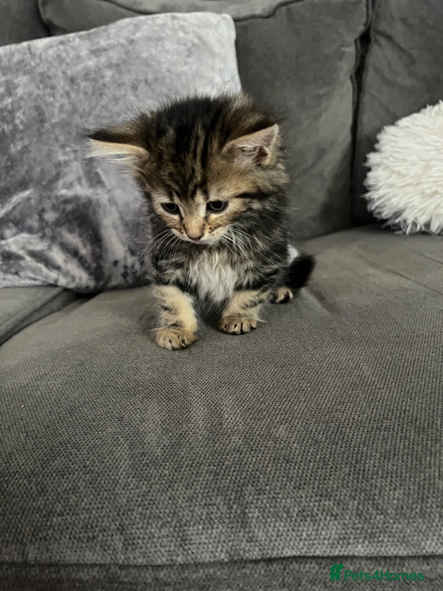 Mixed Breed cats 5 cute kittens for sale 🐾🐾🥹 - Advert 7