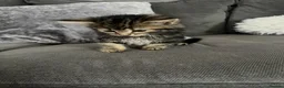 Mixed Breed cats for sale: 5 cute kittens for sale 🐾🐾🥹 - Advert 1