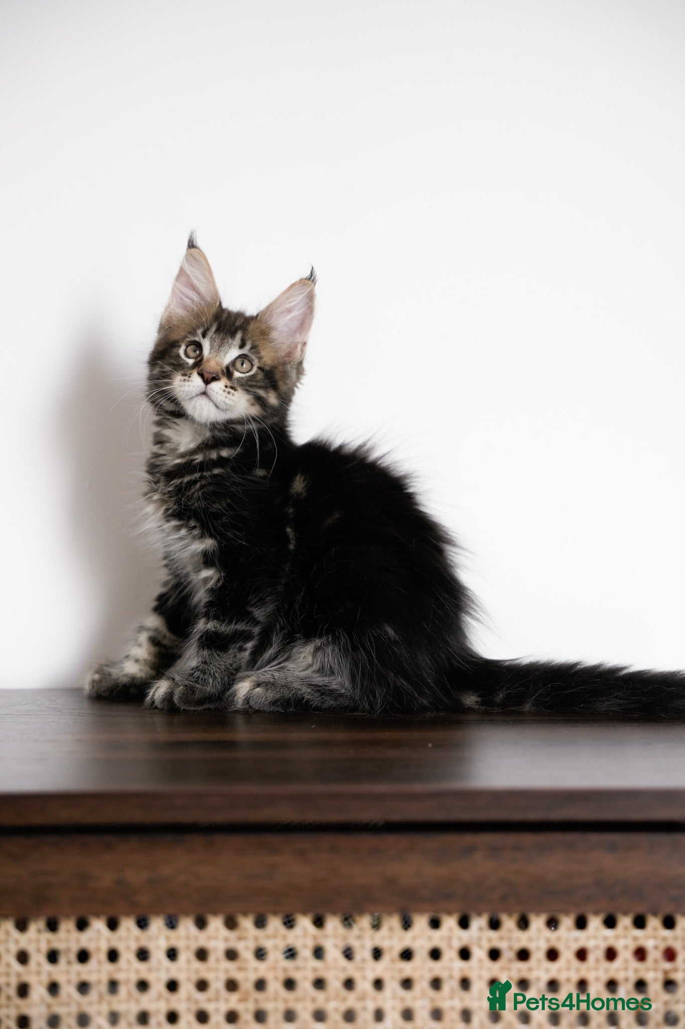 Maine Coon cats 5 Beautiful Russian Import Kittens TICA - Advert 1