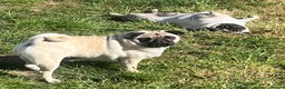 Pug dogs for sale: Gorgeous Pug Girl 3 Years old Ready Now - Advert 4