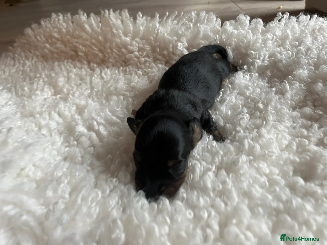 Miniature Dachshund dogs for sale: Miniature dachshunds for sale  - Advert 9