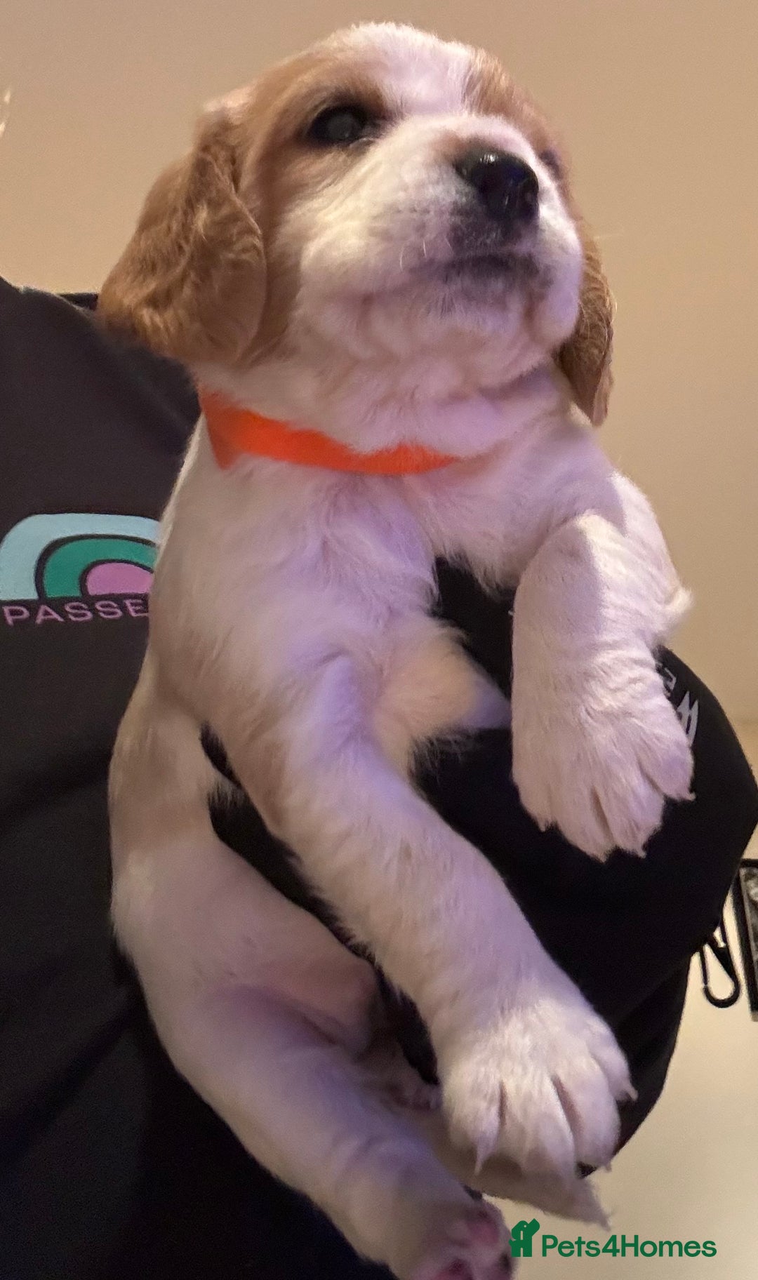 Mixed Breed dogs for sale: Cocker-Jack xCavalier King Charles Spaniel Puppies - Advert 16