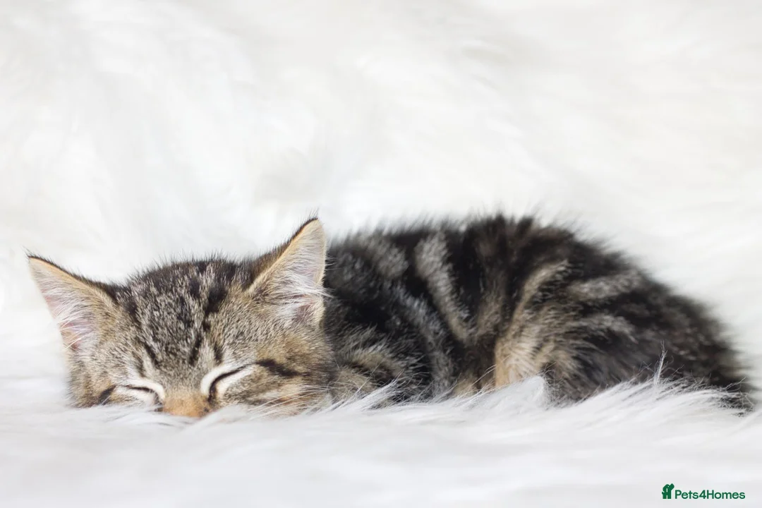 Mixed Breed cats for sale: Stunning Male Tabby Kitten  - Advert 9