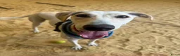 Lurcher dogs for adoption: Pirelli - Advert 2