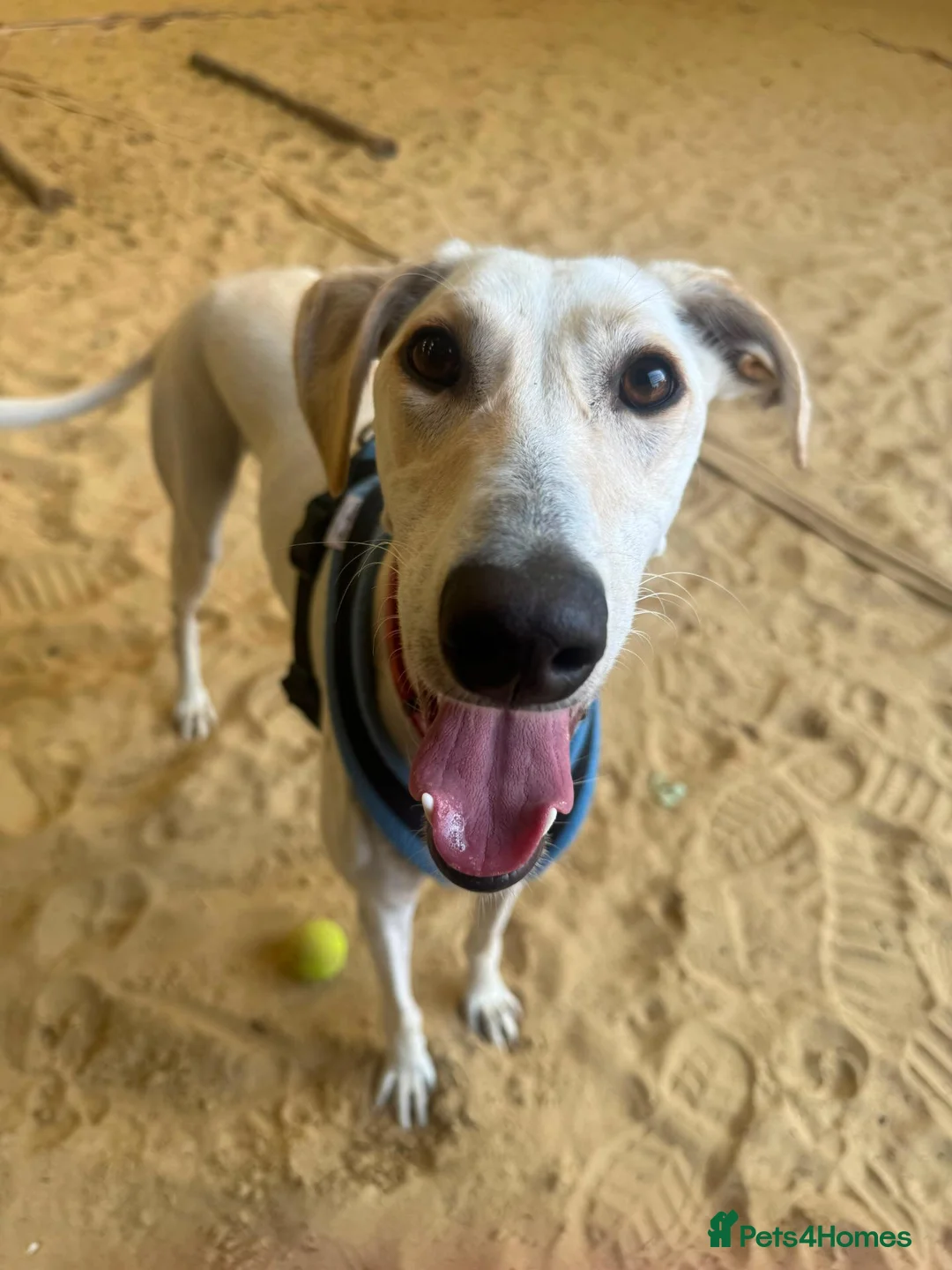 Lurcher dogs for adoption: Pirelli - Advert 2