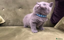 British Shorthair cats for sale: Gorgeous British shorthair kitten - Image 11