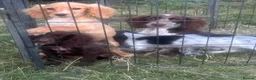 Cocker Spaniel dogs for sale: Cocker Spaniel Puppies 2girl/2boys   - Advert 6