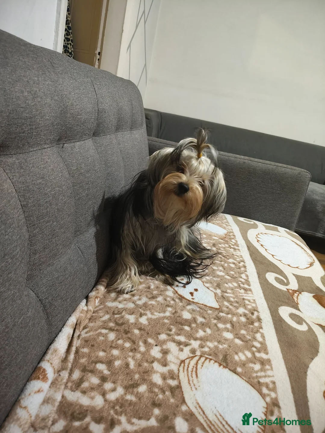 Yorkshire Terrier dogs for sale: For sale yorkshire terrier in Leeds - Advert 1