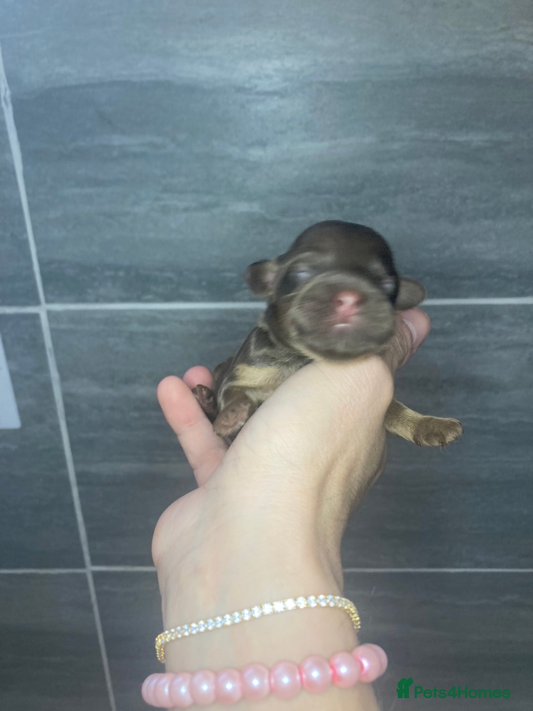Shihpoo dogs for sale: Read the advert 5 star rated Toy shihpoo puppies - Image 11