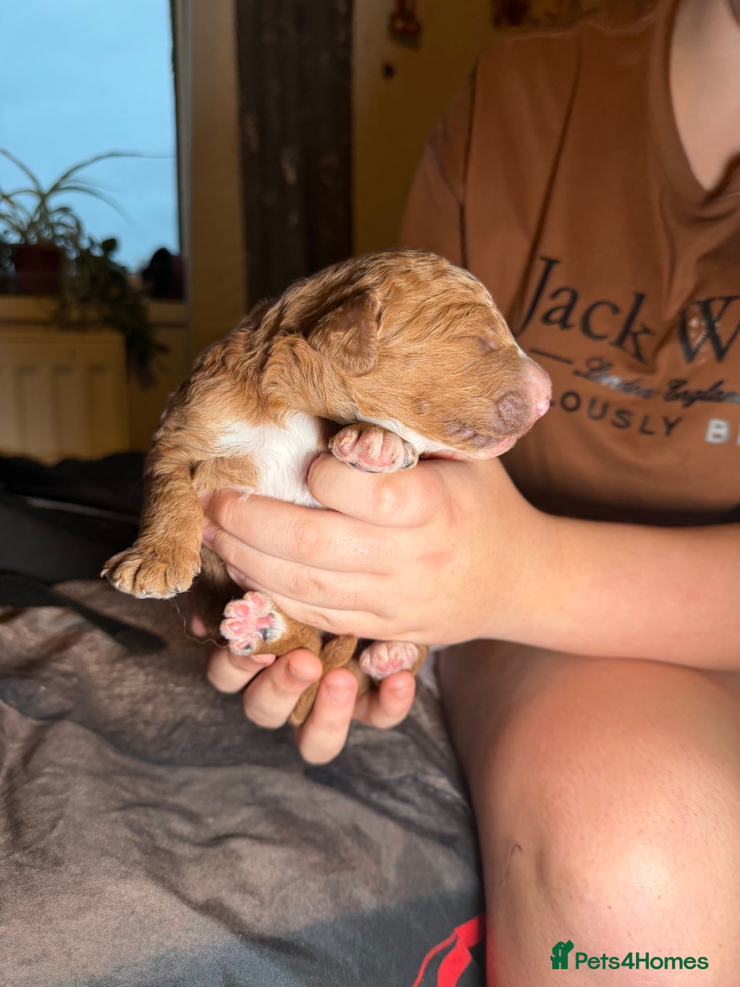 Goldendoodle dogs for sale: Beautiful Rainbow Litter of Goldendoodles - Advert 9