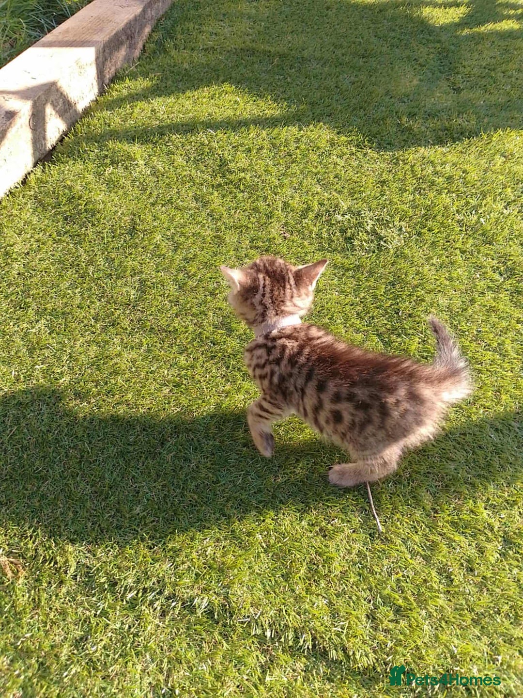Bengal cats for sale: Manecoon x bengal kittens mink & grey  - Image 7