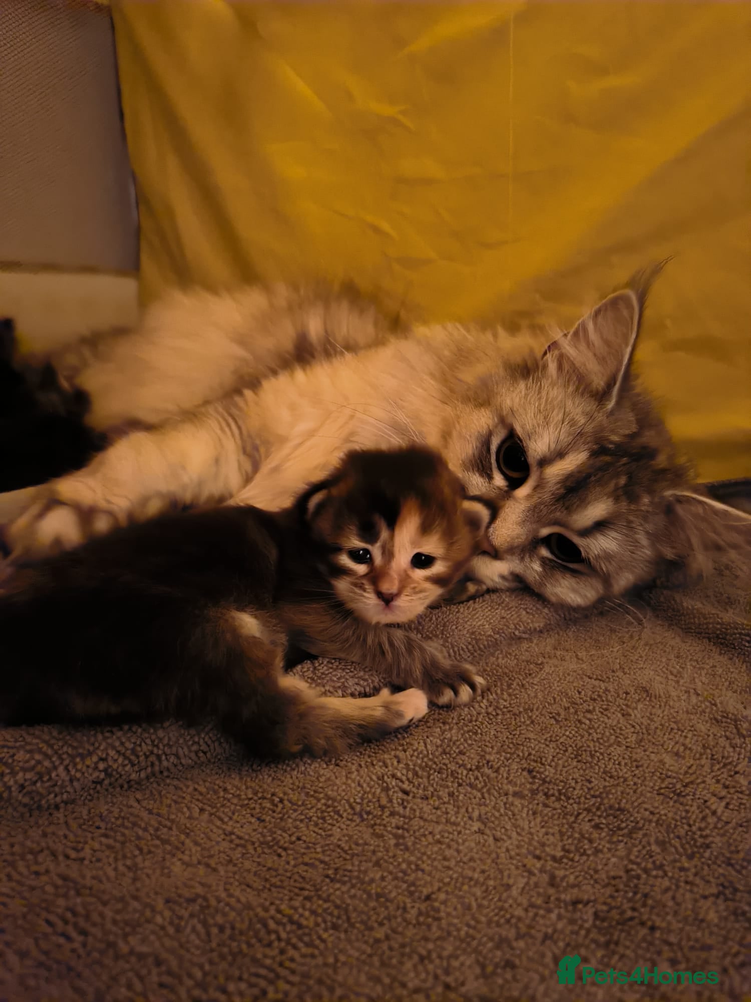 Maine Coon cats Maine Coon Kittens - Advert 14