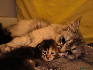 Maine Coon cats Maine Coon Kittens - Advert 9