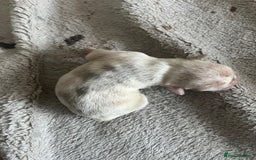 French Bulldog dogs for sale: Frenchie puppies 4 sale  - Image 10