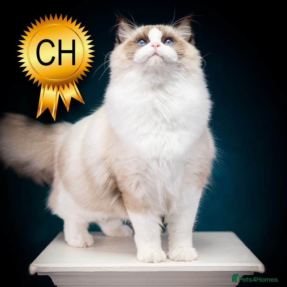 Ragdoll cats Champion Ragdoll Girl India SHOW-BREED - Advert 1