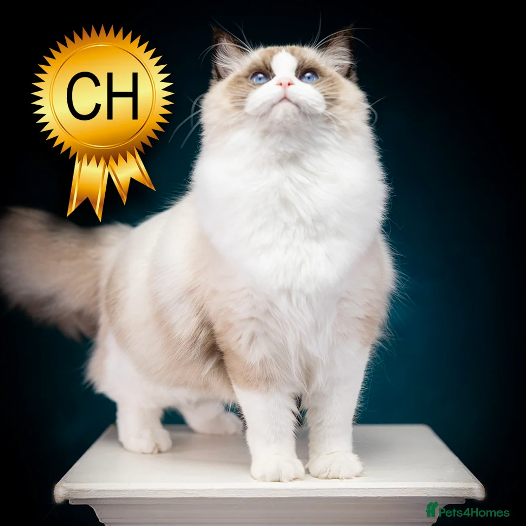 Ragdoll cats for sale: Champion Ragdoll Girl India SHOW-BREED - Advert 1